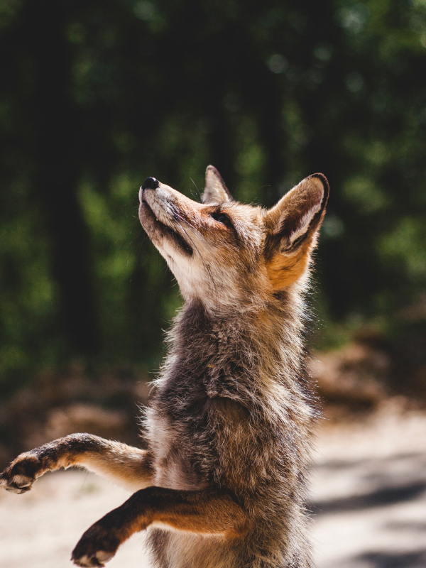 animal