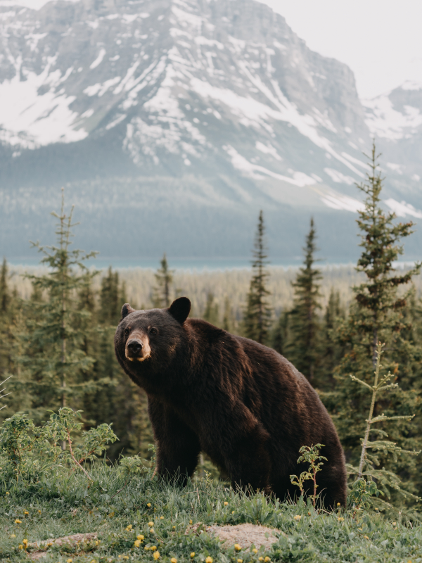animal