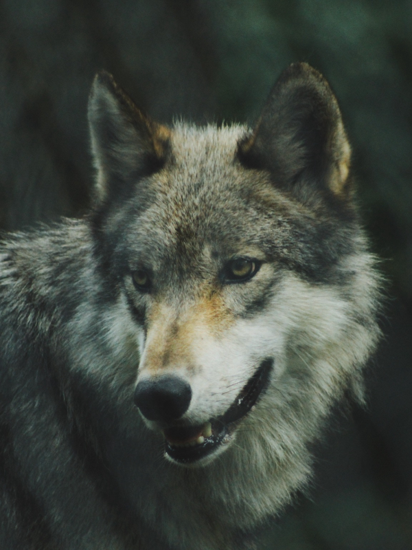 animal