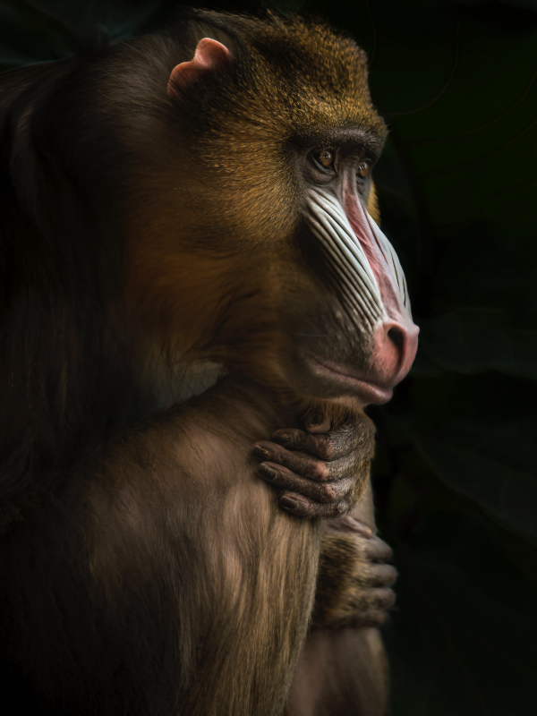 animal