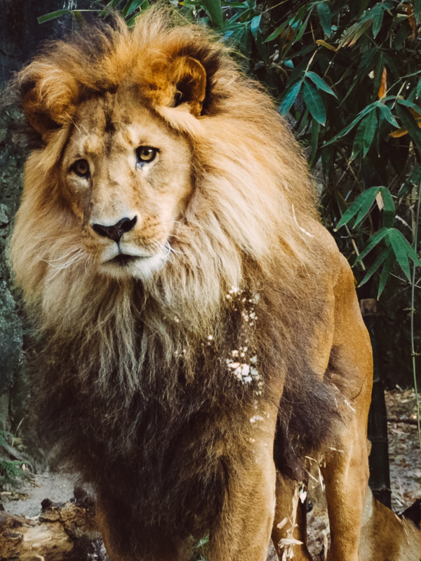 animal